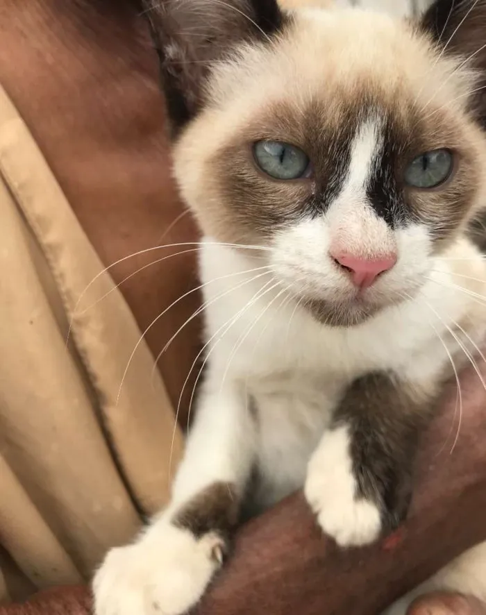 Gato ra a Siamês  idade 2 a 6 meses nome Gigi