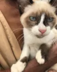 Gigi