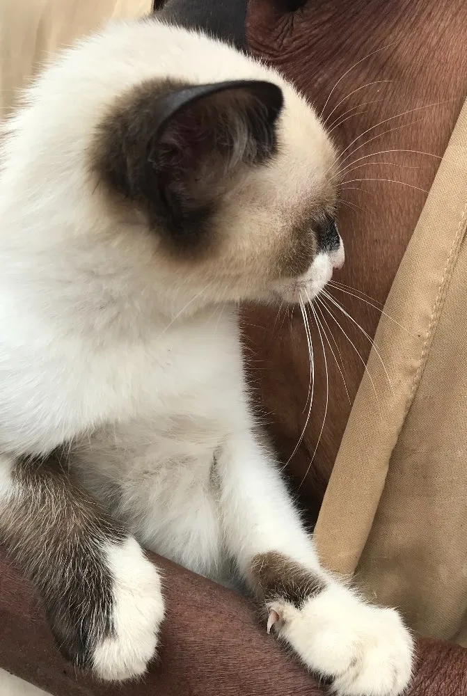 Gato ra a Siamês  idade 2 a 6 meses nome Gigi