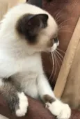 Gigi