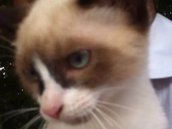 Gato ra a Siamês  idade 2 a 6 meses nome Gigi
