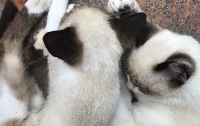 Gato raça Siamês  idade 2 a 6 meses nome Loulou 