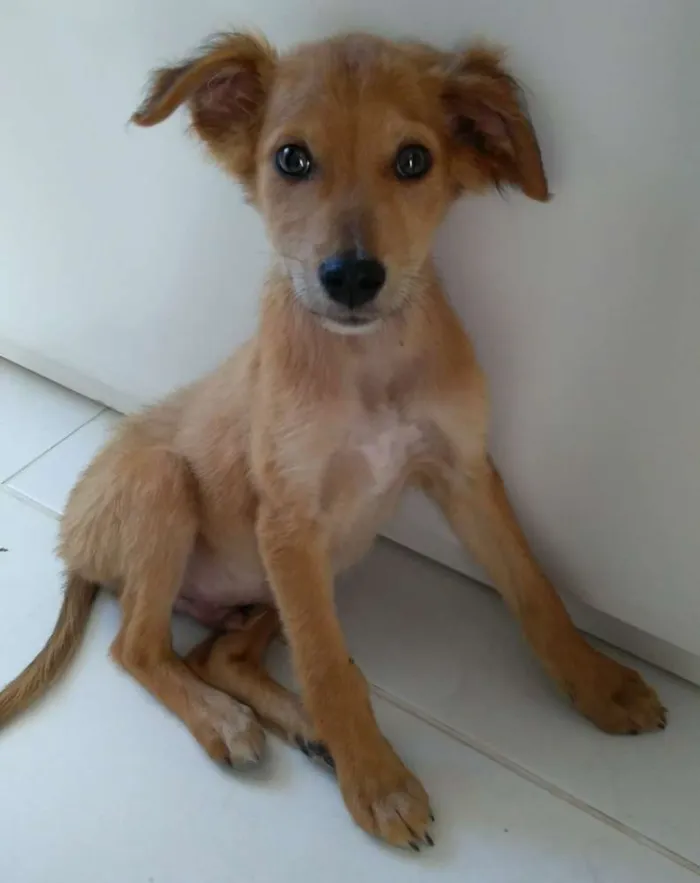 Cachorro ra a Sem raça definida idade 2 a 6 meses nome - 