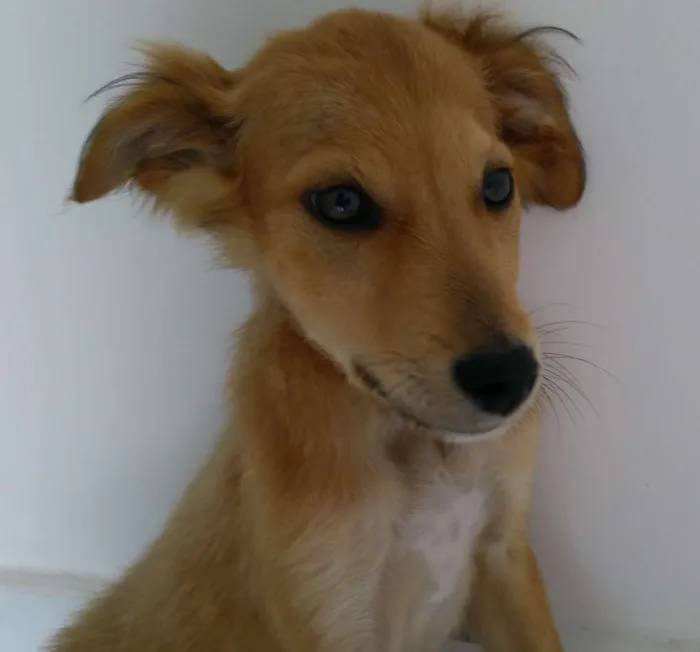 Cachorro ra a Sem raça definida idade 2 a 6 meses nome - 