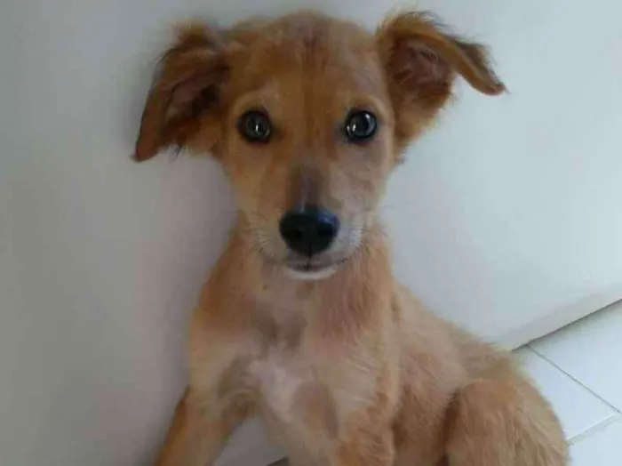 Cachorro ra a Sem raça definida idade 2 a 6 meses nome - 