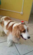 NINA
