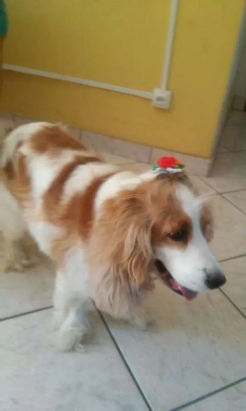 Cachorro raça Cocker idade 5 anos nome NINA