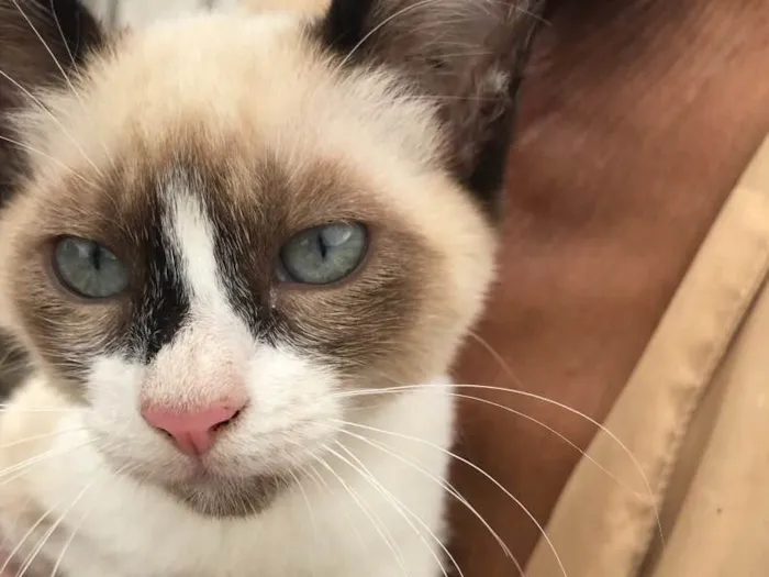 Gato ra a Siamês  idade 2 a 6 meses nome Gigi