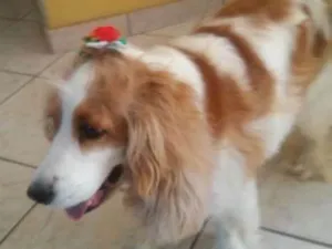 Cachorro raça Cocker idade 5 anos nome NINA