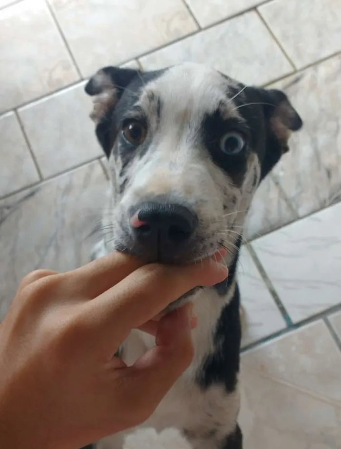 Cachorro raça Indefinida idade 2 a 6 meses nome Aurora