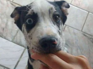 Cachorro raça Indefinida idade 2 a 6 meses nome Aurora