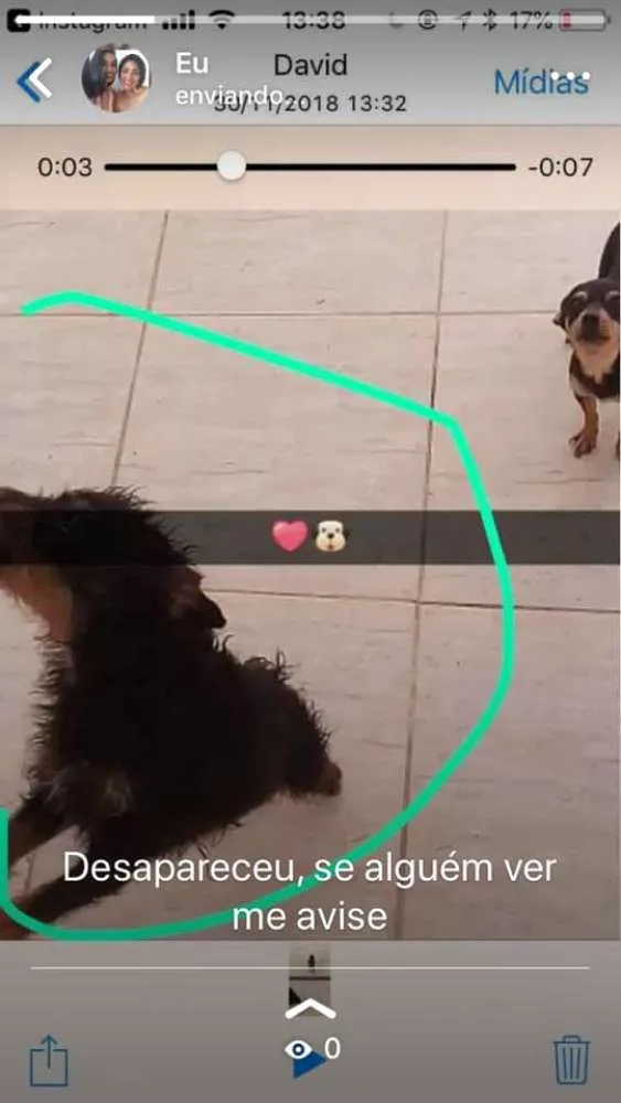 Cachorro ra a pinther idade 3 anos nome belinha