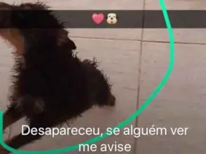 Cachorro raça pinther idade 3 anos nome belinha