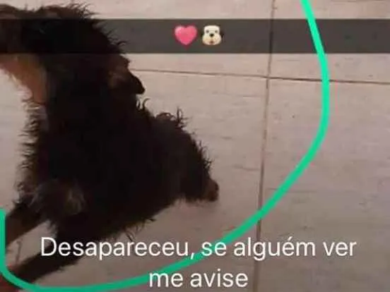 Cachorro ra a pinther idade 3 anos nome belinha