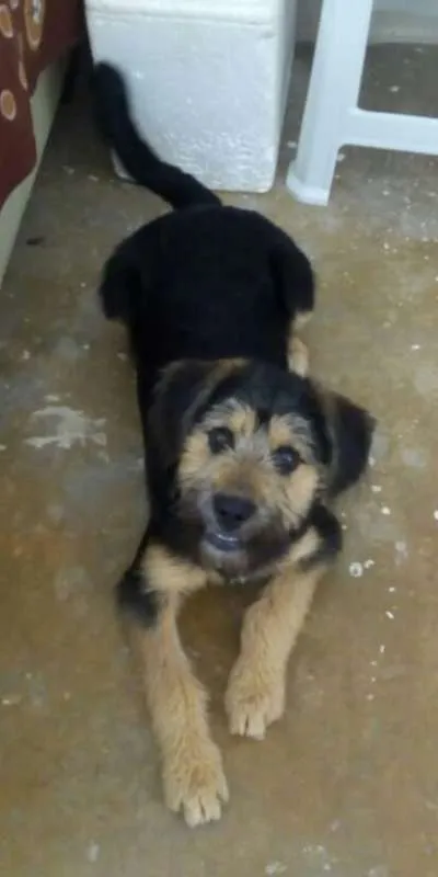 Cachorro ra a Indefinida idade 7 a 11 meses nome Billy 