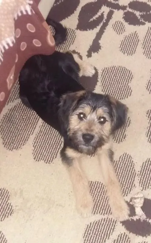 Cachorro ra a Indefinida idade 7 a 11 meses nome Billy 
