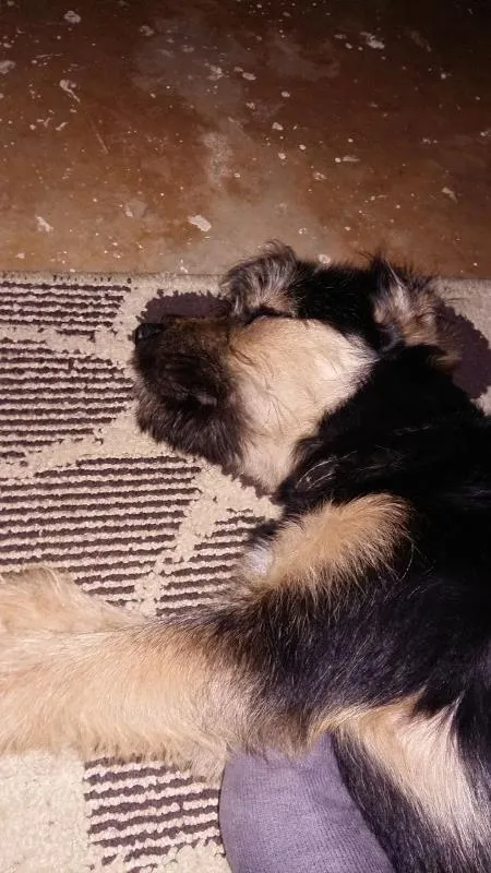 Cachorro ra a Indefinida idade 7 a 11 meses nome Billy 