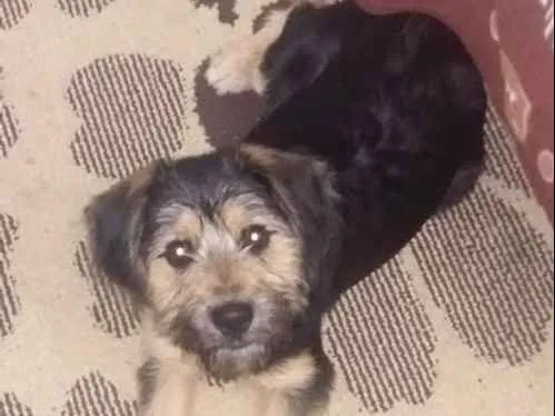 Cachorro ra a Indefinida idade 7 a 11 meses nome Billy 