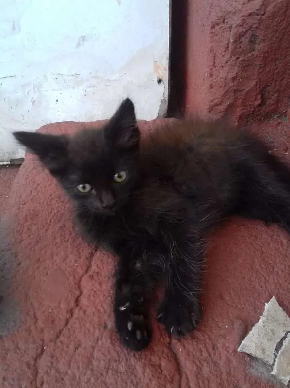 Gato ra a srd idade 2 a 6 meses nome Tutti