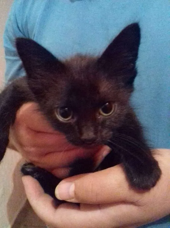 Gato ra a srd idade 2 a 6 meses nome Tutti