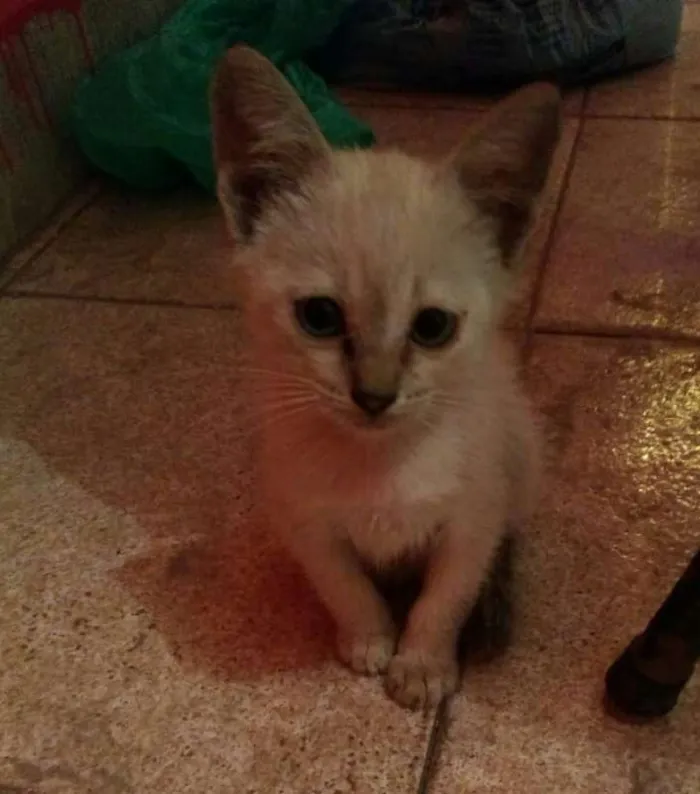 Gato ra a srd idade 2 a 6 meses nome Nina