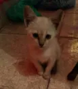 Nina