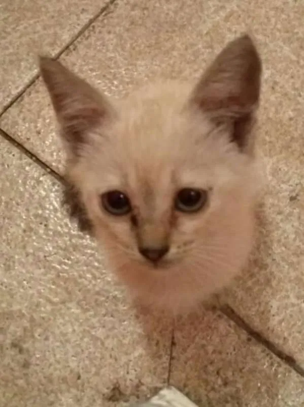 Gato ra a srd idade 2 a 6 meses nome Nina