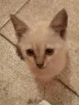 Nina