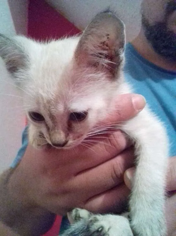 Gato ra a srd idade 2 a 6 meses nome Nina