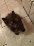 Mel