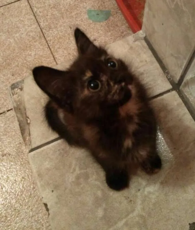 Gato ra a srd idade 2 a 6 meses nome Mel