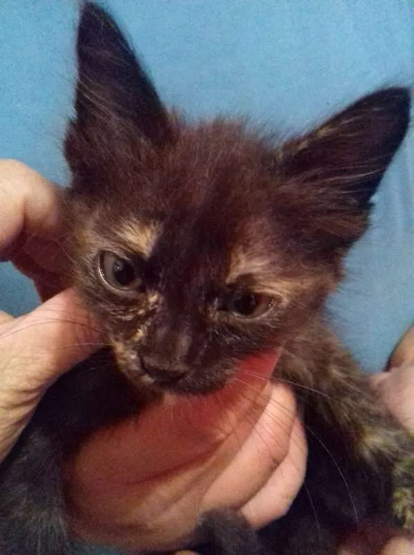 Gato ra a srd idade 2 a 6 meses nome Mel