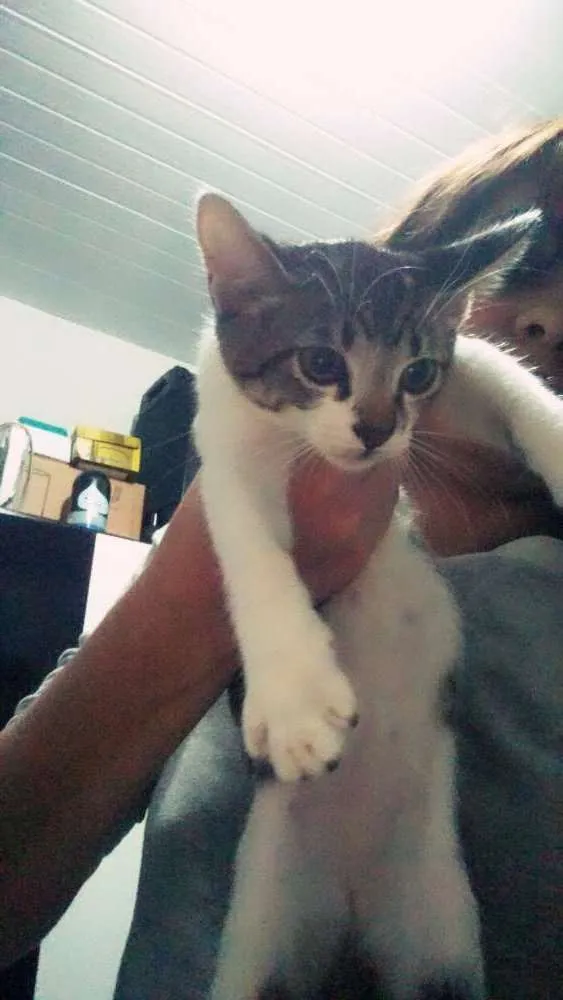 Gato raça Sem raça definida idade Abaixo de 2 meses nome Salete
