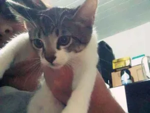 Gato raça Sem raça definida idade Abaixo de 2 meses nome Salete