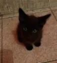Tica