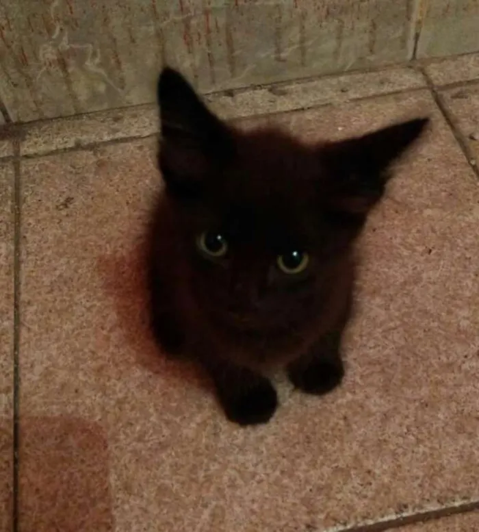 Gato ra a srd idade 2 a 6 meses nome Tica