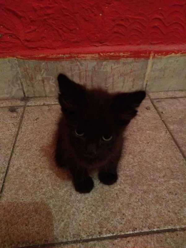 Gato ra a srd idade 2 a 6 meses nome Tica