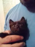 Tica