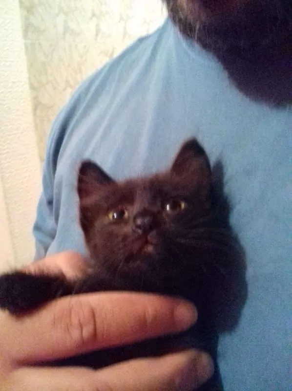 Gato ra a srd idade 2 a 6 meses nome Tica