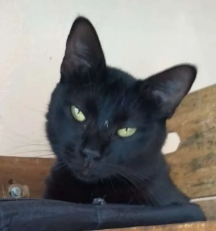 Gato raça srd idade 2 anos nome Pitika