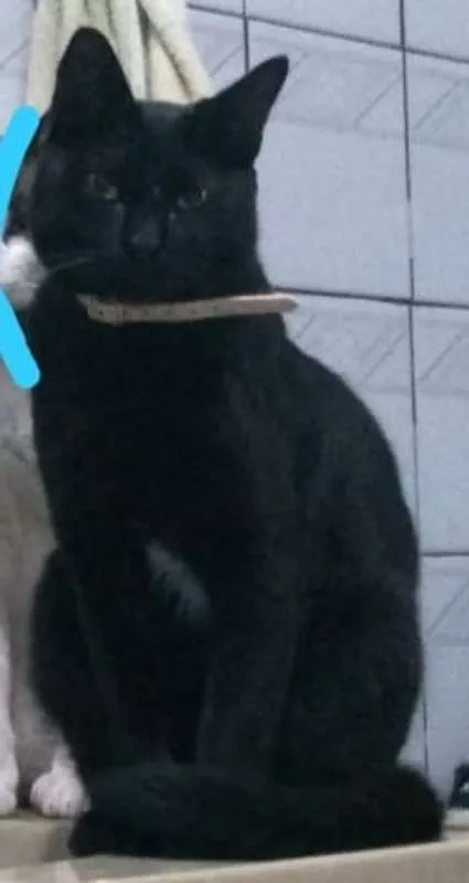 Gato raça srd idade 2 anos nome Pitika