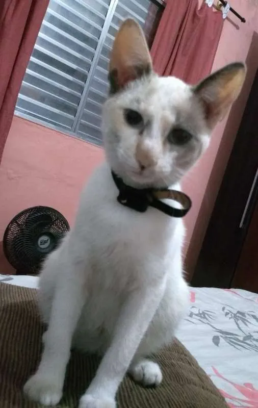 Gato ra a srd idade 2 anos nome Molly