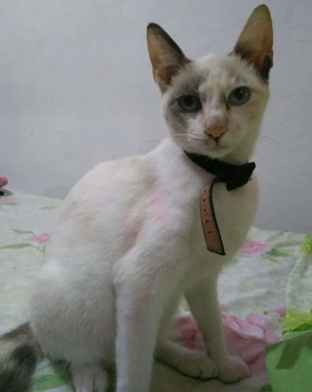 Gato ra a srd idade 2 anos nome Molly