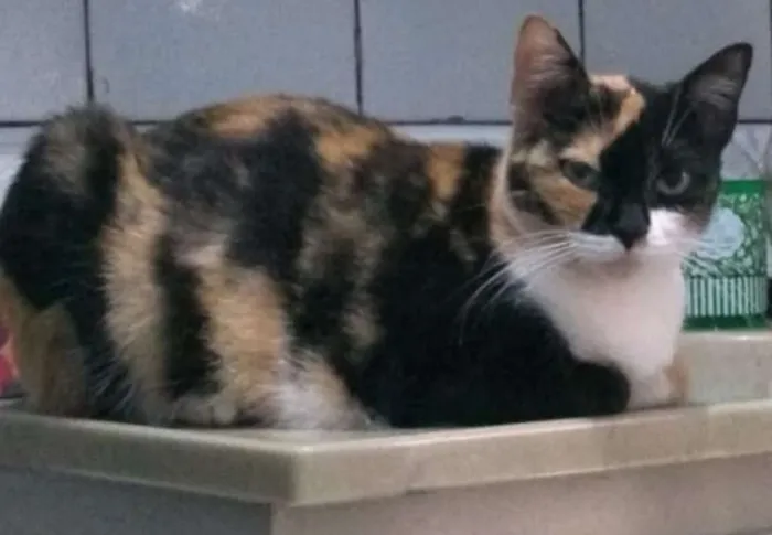 Gato ra a srd idade 2 anos nome Penny