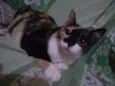 Penny