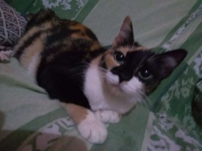 Gato ra a srd idade 2 anos nome Penny