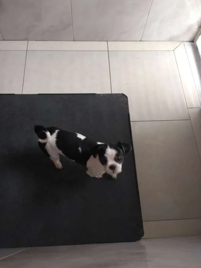 Cachorro ra a Shih Tzu idade 1 ano nome Izzy