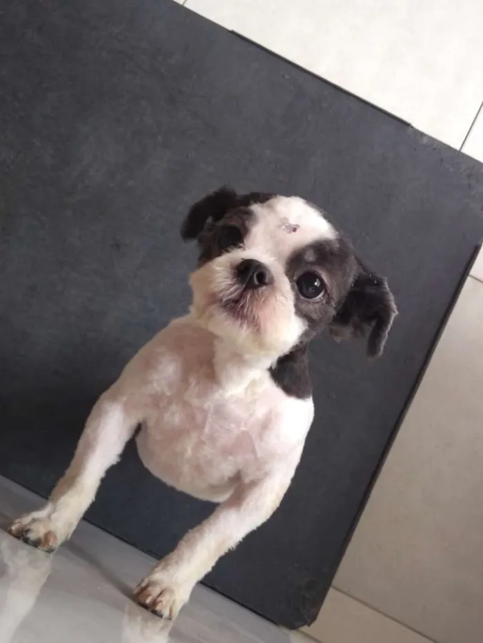 Cachorro ra a Shih Tzu idade 1 ano nome Izzy