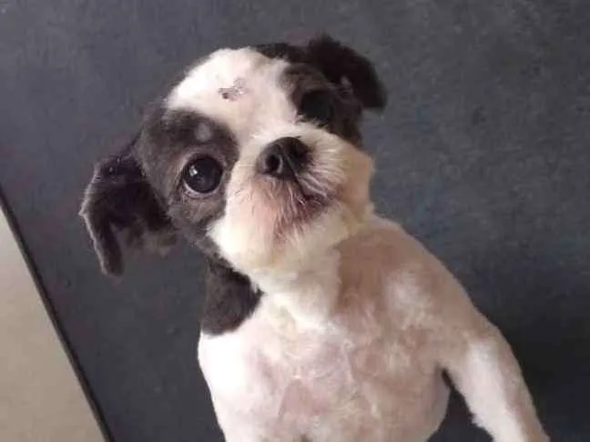 Cachorro ra a Shih Tzu idade 1 ano nome Izzy