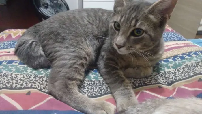 Gato ra a SRD idade 2 anos nome Theo